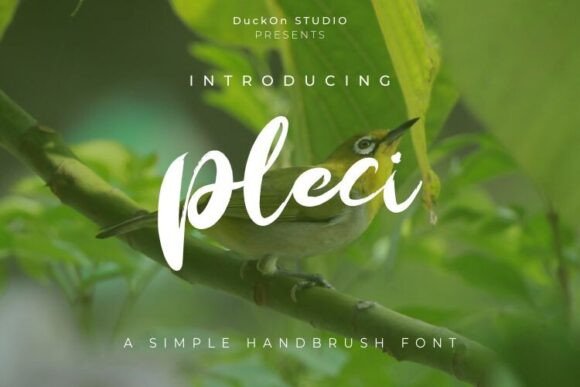 Pleci: A Dynamic Typeface for High-Energy Campaigns
